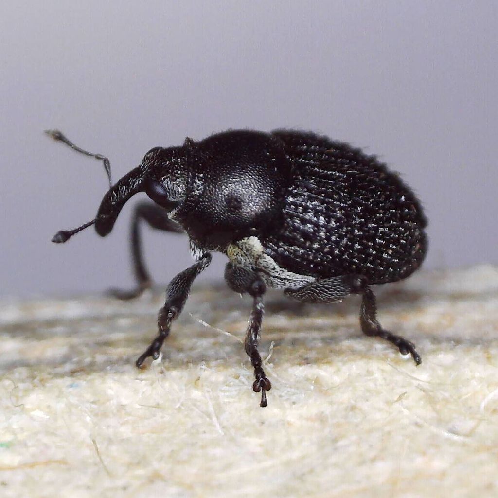 Bloody Cranesbill Weevil