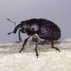 Zacladus exiguus