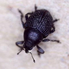 Zacladus exiguus