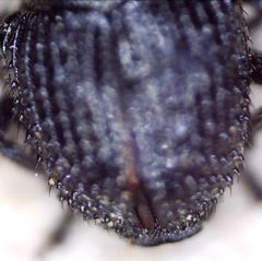 Zacladus exiguus