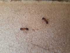 Camponotus