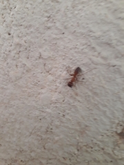 Camponotus