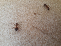Camponotus