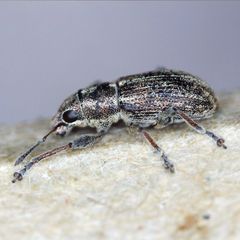 Sitona suturalis
