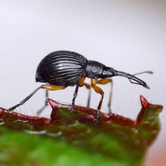 Protapion apricans