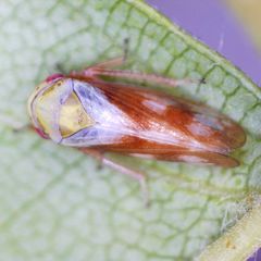 Oncopsis flavicollis