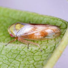 Oncopsis flavicollis