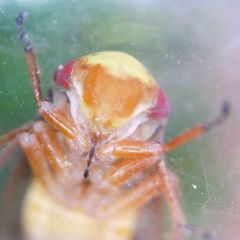 Oncopsis flavicollis