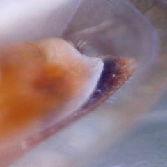 Oncopsis flavicollis