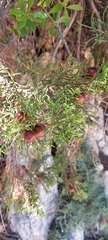 Juniperus phoenicea