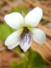 Viola macloskeyi