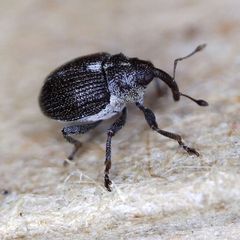 Ceutorhynchus cochleariae