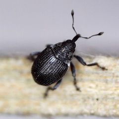 Ceutorhynchus cochleariae