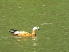 Tadorna ferruginea