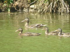 Anas platyrhynchos
