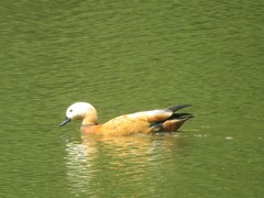 Tadorna ferruginea