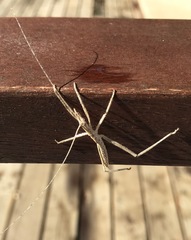 Zaprochilus australis