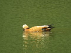Tadorna ferruginea