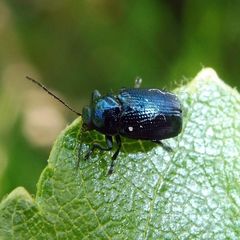 Cryptocephalus parvulus