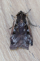 Parabagrotis exsertistigma
