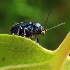 Cryptocephalus parvulus