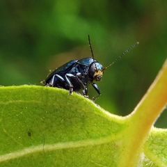 Cryptocephalus parvulus