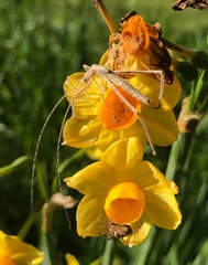 Zaprochilus australis