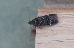 Chionodes sabinianae