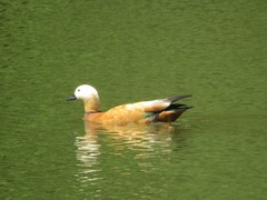 Tadorna ferruginea