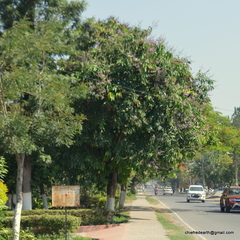 Lagerstroemia speciosa