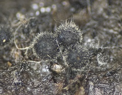 Podospora appendiculata