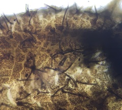 Podospora appendiculata