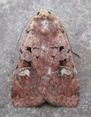 Diarsia jucunda