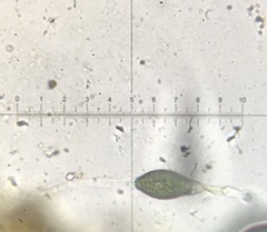 Podospora appendiculata