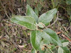 Olearia pannosa