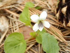 Viola macloskeyi