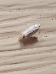 Leucoptera laburnella