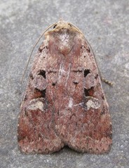 Diarsia jucunda