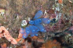 Clavelina