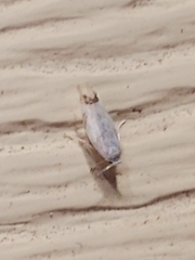 Leucoptera laburnella