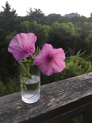 Ipomoea sagittata