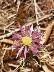 Carlina lanata