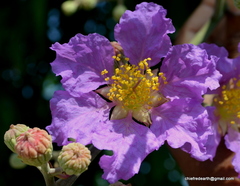 Lagerstroemia speciosa