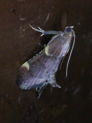 Hypsopygia thymetusalis