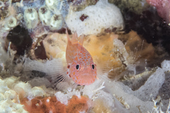 Trimma macrophthalmus