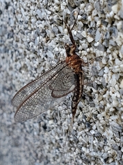 Hexagenia atrocaudata
