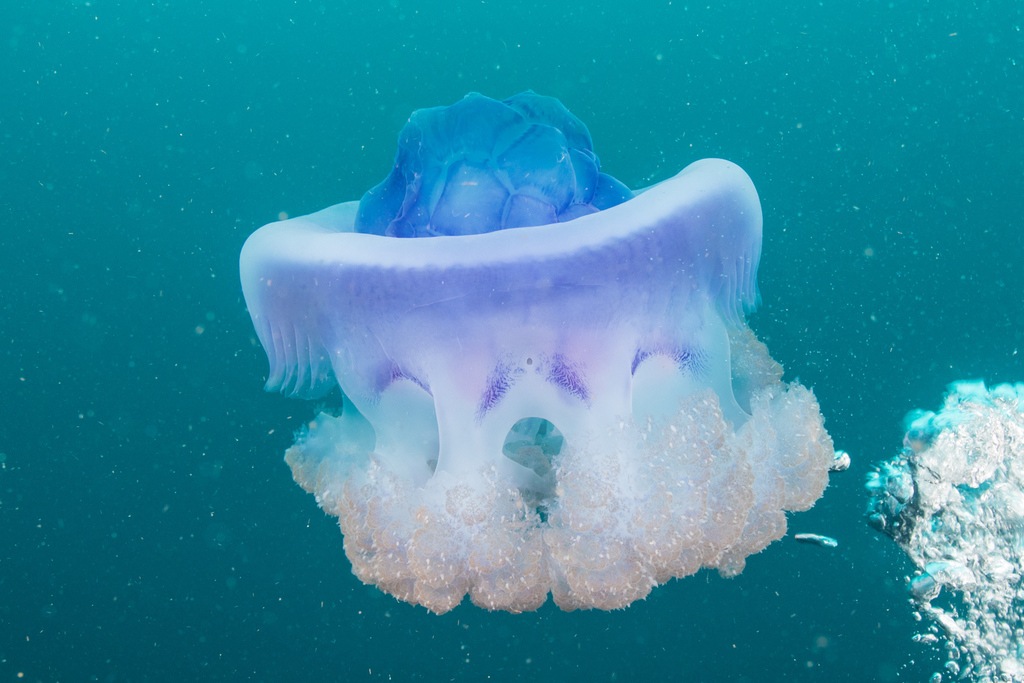 Netrostoma