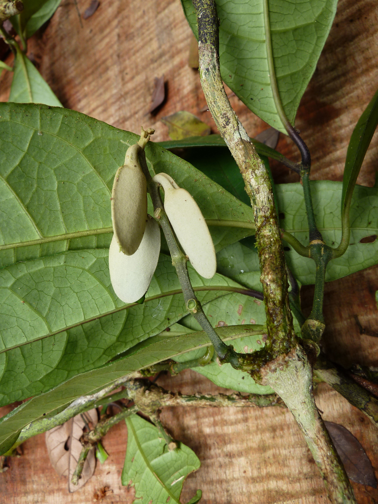 Pseudocalyx libericus