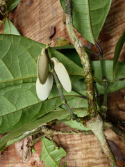 Pseudocalyx libericus