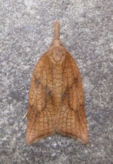 Sparganothis xanthoides